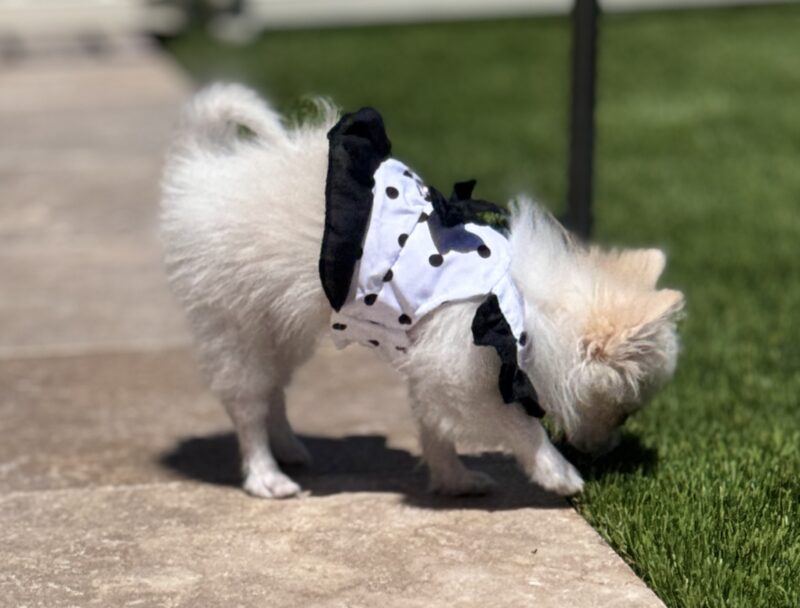 Pixie Polka Harness Dress - Image 5
